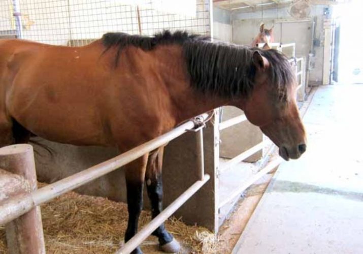 Psycho on the day he arrived at the stables - aggressive, afraid and suffering from intense pain 