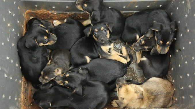 владельцам домашних животных, которые не позаботились о кастрации или стерилизации своих питомцев, трудно пристроить щенков или котят, которые рождаются в их доме