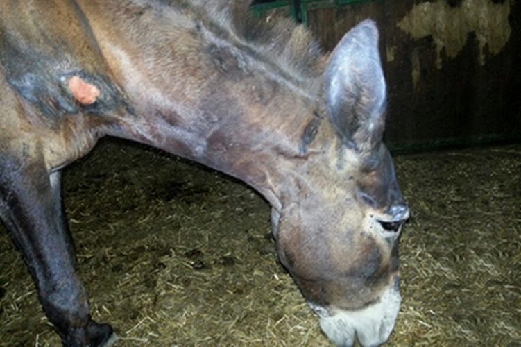 Oren during rehabilitation in the SPCA stables