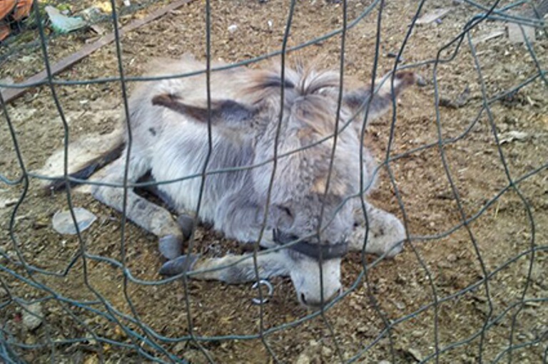 Stanley, the injured foal, before his rescue