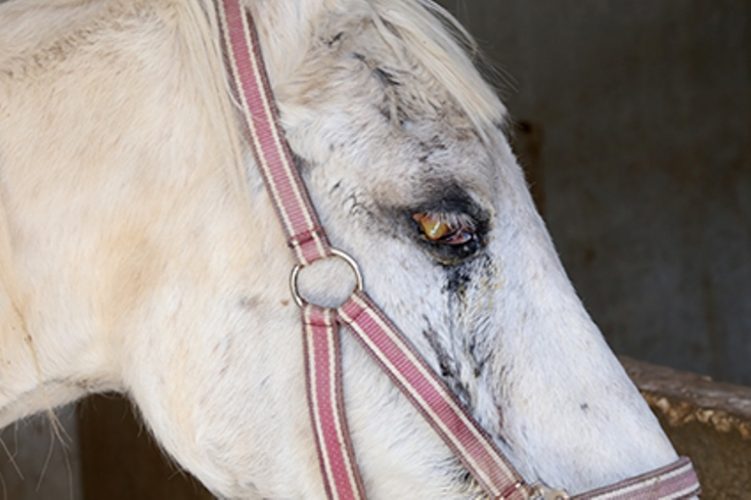 Shula before surgery - suffering from an eye injury that had been neglected for a long time 