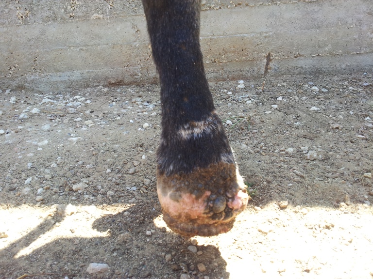 Serious wound on the donkey's hoof