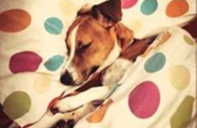 התמונה הזוכה: תומי, כלבו של יונתן מוזס, לא יוצא מהפוך גם אחרי שכולם מתעוררים