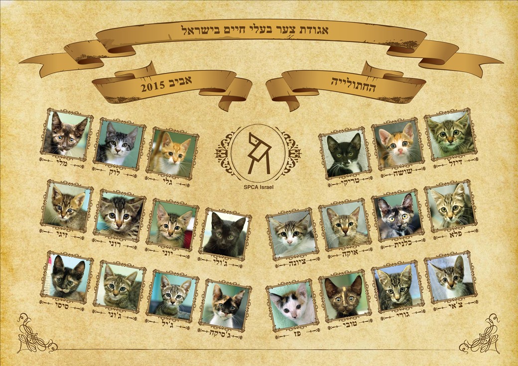 גורי חתולים לאימוץ - אגודת צער בעלי חיים בישראל