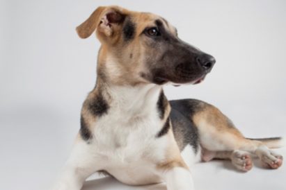 Star - 7 month-old male sheepdog mixed-breed, sweet and shy
