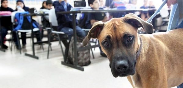 מחלקת החינוך להומאניות