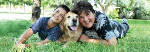 SPCA Israel - adoptions