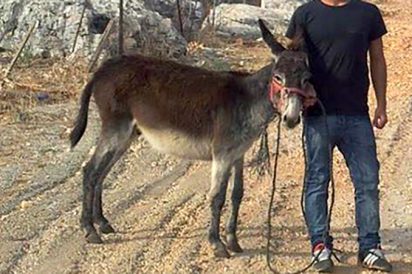 אגודת צער בעלי חיים בישראל