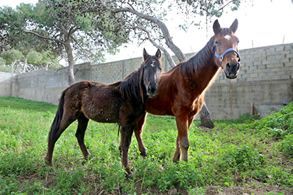 פנסיון הסוסים - אגודת צער בעלי חיים בישראל