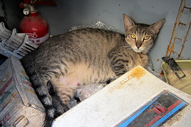 The cat giving birth hiding in the abandoned closet