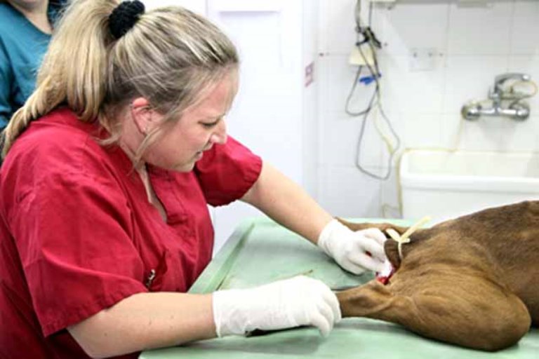 The rubber band around the tail caused severe infection