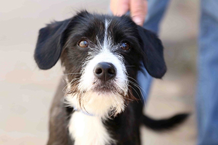 Buffy, a half-bred terrier year and a half old, has recently been brought to the Society because his owners went abroad