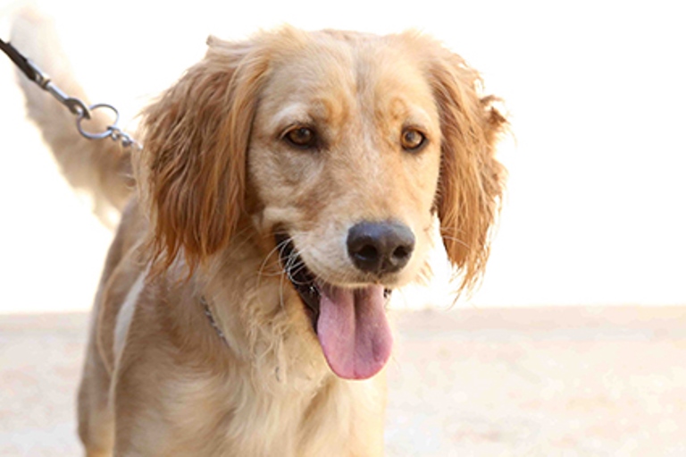 Mica, a one-year-old half-bred Golden retriever, was abandoned by her owners 