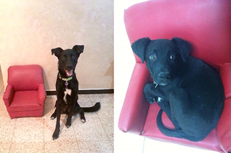 A significant difference: the dog, Haver, at the age of three months and at two years old.