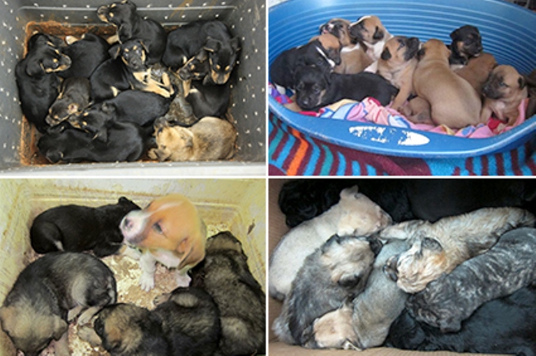 Puppies are cruelly abandoned in the streets in a cardboard box with no true chance of survival