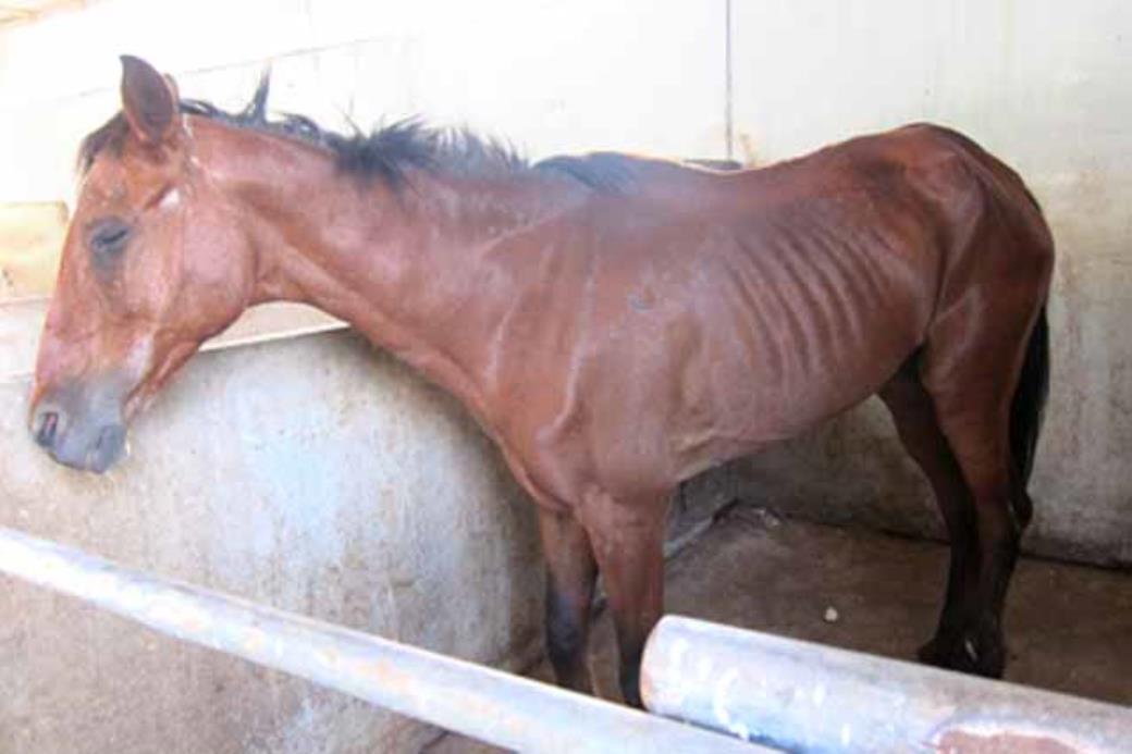 הסוסה האומללה מטופלת ומצבה משתפר מיום ליום