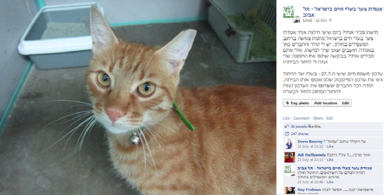 История кота Перски, опубликованная на странице в Фейсбуке