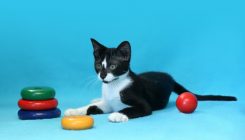Felix - a mixed-breed, black and white kitten, easy-going and devoted, looking for a serious partner with whom to build a binding relationship and a life full of happy and colorful moments.