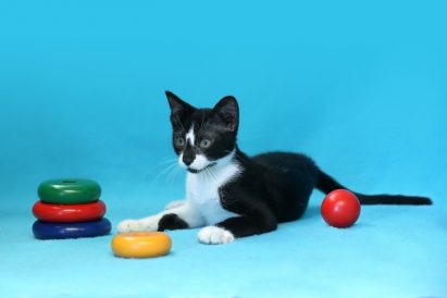 Felix - a mixed-breed, black and white kitten, easy-going and devoted, looking for a serious partner with whom to build a binding relationship and a life full of happy and colorful moments.