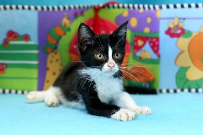 East - Adorable, very anxious to grow up and learn. Curious about everything and needing loving owners who will accompany him in the University of Life.