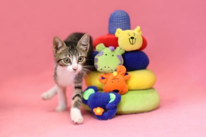 Mona - An energetic and mischievous kitten, curious and loves to play. She is friendly, gets along well with other cats and is looking for someone with similar energies.