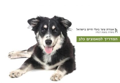 המדריך למאמצים כלב אגודת צער בעלי חיים בישראל