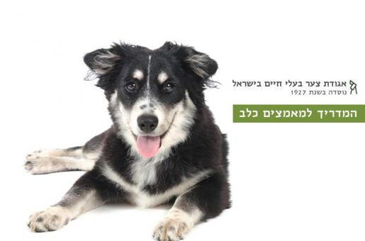 המדריך למאמצים כלב אגודת צער בעלי חיים בישראל