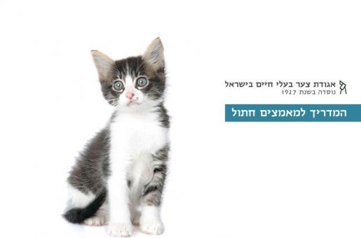 המדריך למאמצים חתול אגודת צער בעלי חיים בישראל
