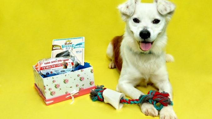 Gift package for adult dogs