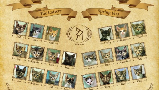 Kittens Class Photo - Graduates of Spring 2015