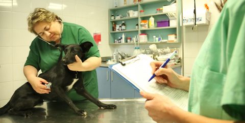 SPCA Israel - Clinic