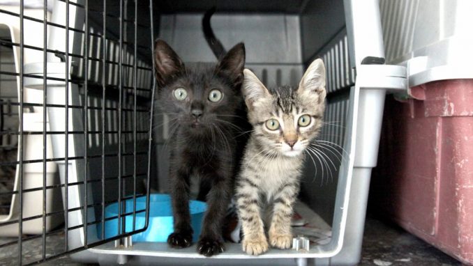 SPCA Israel