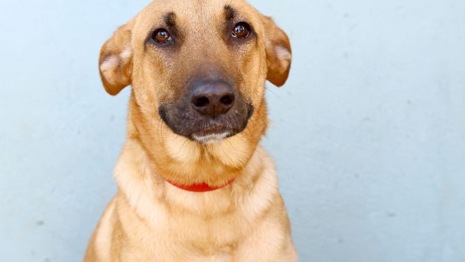 כלבת רועים מעורבת בת 10 חודשים, שובבה ואנרגטית. כלבה שצמאה לתשומת לב ופעילות היא ערנית ונוטה לשמור ולכן זקוקה למישהו אסרטיבי ומחנך. זקוקה לחינוך לצרכים.