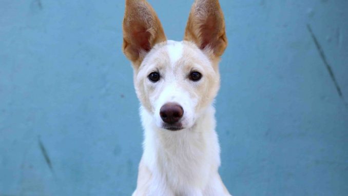 סנדי אגודת צער בעלי חיים בישראל