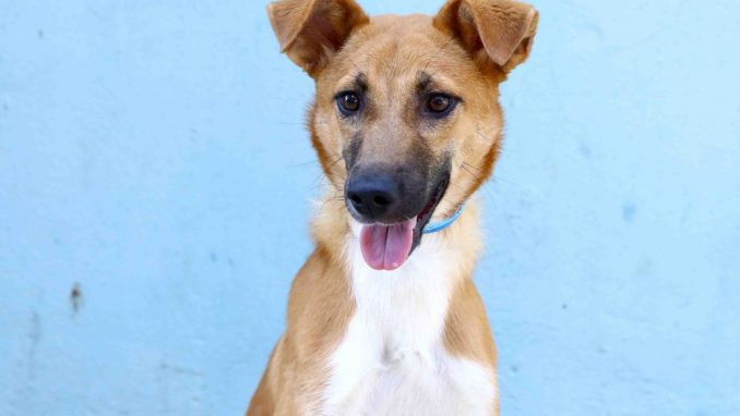 ויקטוריה אגודת צער בעלי חיים בישראל