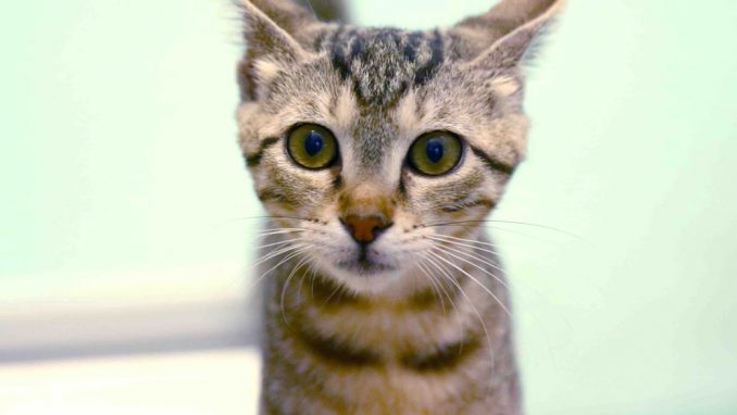 לוקה אגודת צער בעלי חיים בישראל