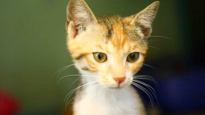 טולי אגודת צער בעלי חיים בישראל