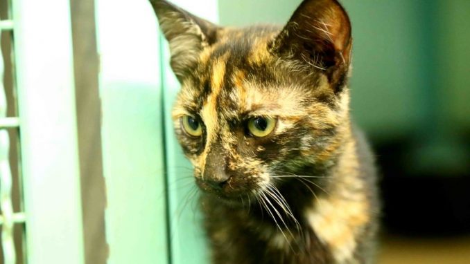 מוניקה אגודת צער בעלי חיים בישראל