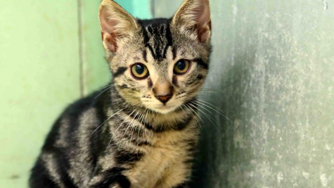 מיקה אגודת צער בעלי חיים בישראל