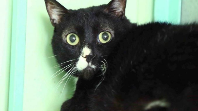 לבלי אגודת צער בעלי חיים בישראל