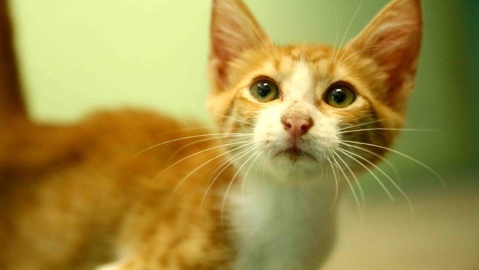 בני אגודת צער בעלי חיים בישראל