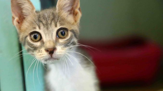 מיצי אגודת צער בעלי חיים בישראל