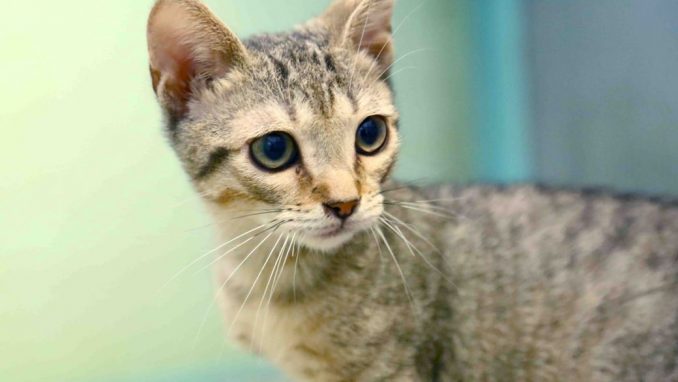 טומי אגודת צער בעלי חיים בישראל