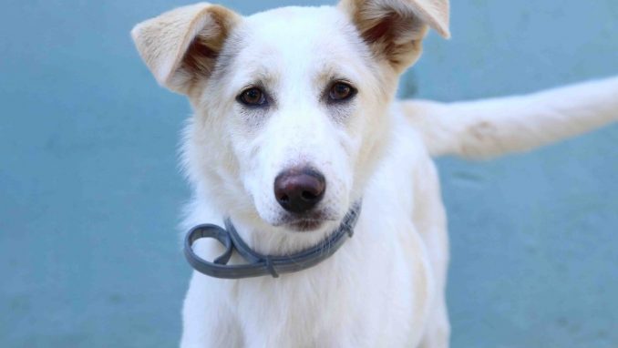 לני אגודת צער בעלי חיים בישראל