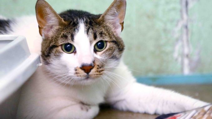 בונבון אגודת צער בעלי חיים בישראל