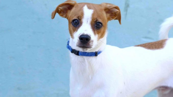 אגודת צער בעלי חיים בישראל שוקובו