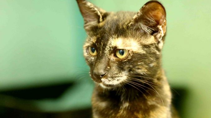 ג'סיקה אגודת צער בעלי חיים בישראל