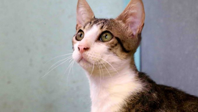 חוליו חתול לאימוץ אגודת צער בעלי חיים בישראל