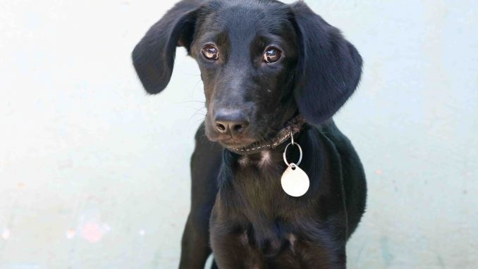 האפי – אגודת צער בעלי חיים בישראל