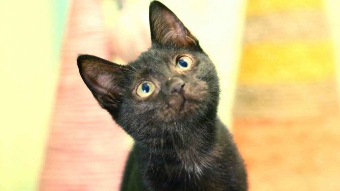 ניקה אגודת צער בעלי חיים בישראל